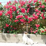 Apartman Jacky Makarska