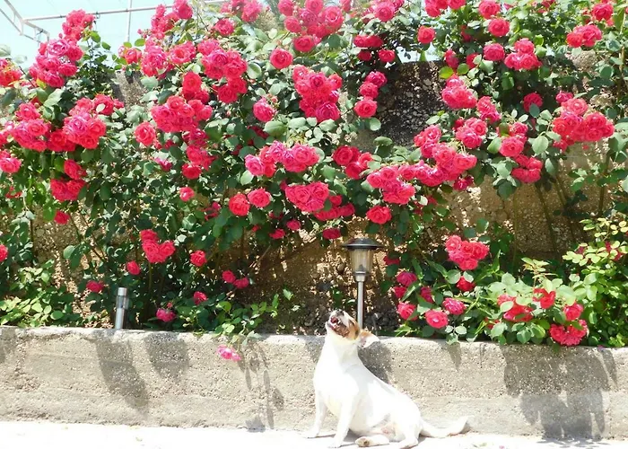 Apartman Jacky Makarska